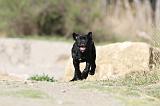 CANE CORSO 416